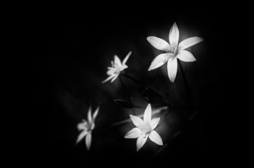 2014-04-11/olilignan
olilignan [ Noir et Blanc, Sepia et desaturation partielle ]
