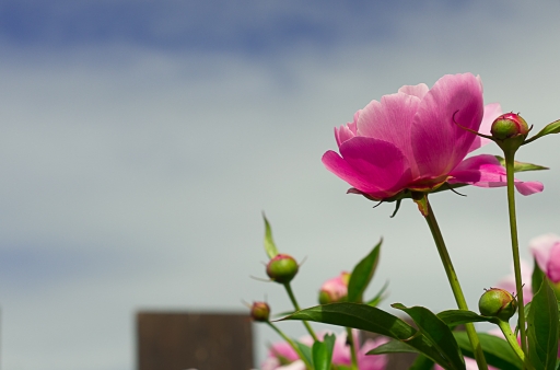 2014-05-09/Nicolas03
nicolas03 [ Fleurs ]
