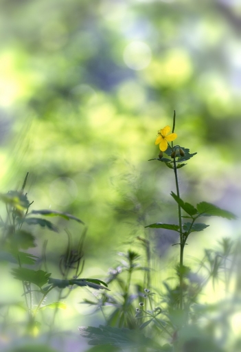 2014-05-30/olilignan
olilignan "Bouquet de fleurs"
