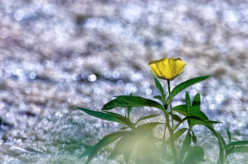 2014-07-11/olilignan
olilignan [fleurs]
