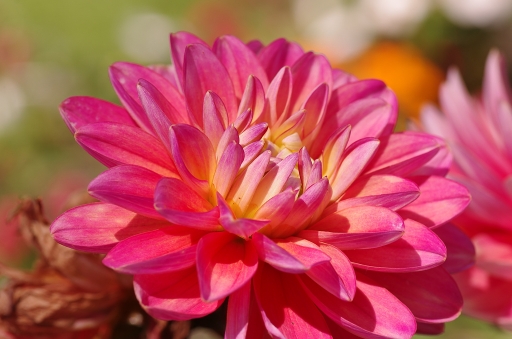 2014-07-13/ macmini95
macmini95 [fleurs]
