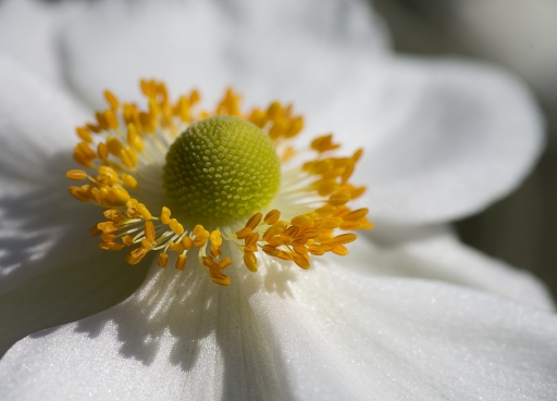 2014-09-19/macmini95
macmini95 [fleurs]

