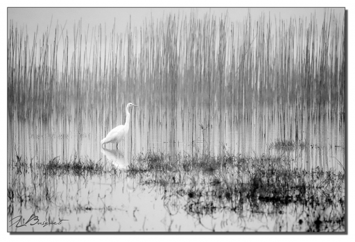 2014-10-03/jldag
jldag [ Faune sauvage ]
