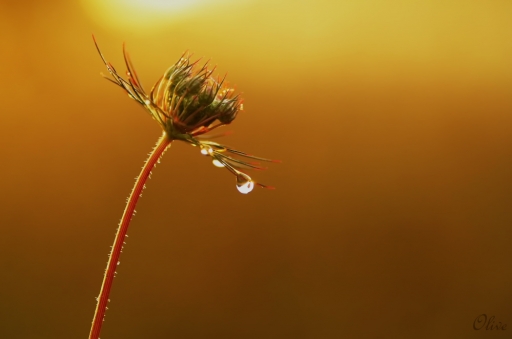 2014-10-17/olive76
olive76 [ Fleurs ]
