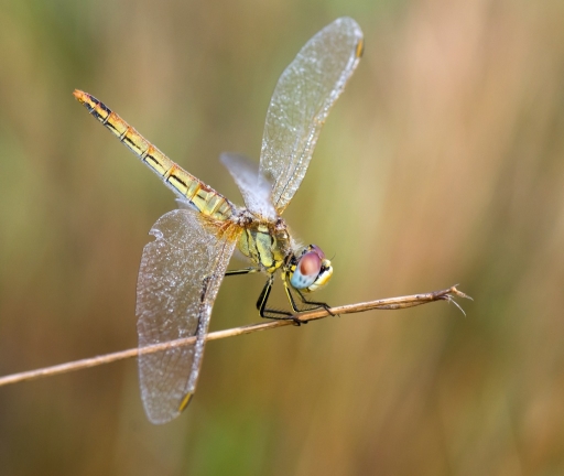2014-10-23/olilignan
olilignan [ Macro et proxi-photo ]
