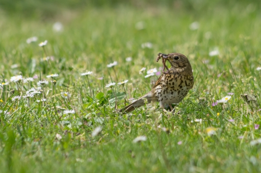 2016-05-06/LeBernard
LeBernard [Faune sauvage] 

