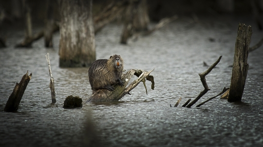 2015-04-03/deche
deche [ Faune sauvage ]
