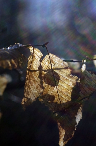2015-04-04/papy57
papy57 [ Arbres / Forets / Vegetation]
