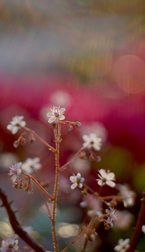 2015-05-22/papy57
papy57 [Fleurs]
