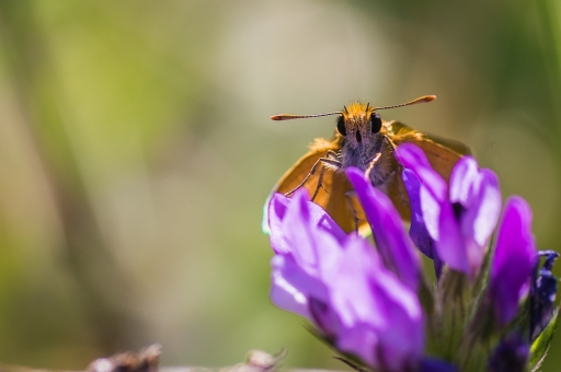 2015-06-12/Loustic29
Loustic 29 "Sortie Macro et proxi et paysage le 23, 24 et 25 mai : les photos"
