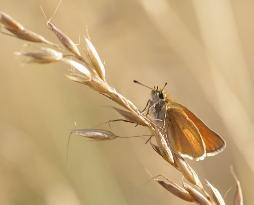 2015-06-27/Papy57
Papy57 [ Macro et proxi-photo ]
