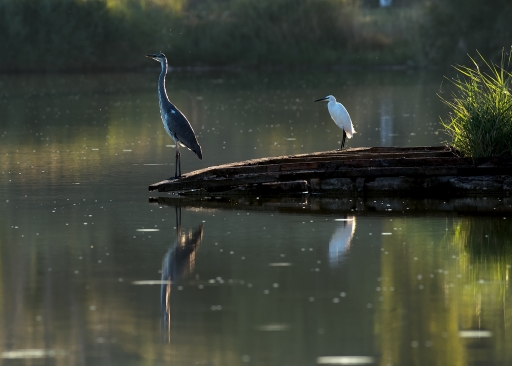 2015-08-31/Christiandre
Christiandre [ Faune sauvage ]
