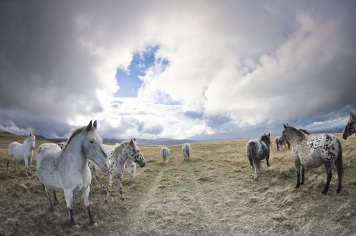 2015-09-25/mathieu2012
mathieu2012 [Faune sauvage ]
