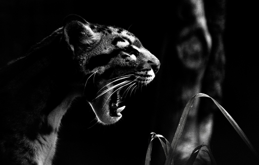 2015-12-11/breizhiguit
breizhiguit [Animaux domestiques ou captifs]
