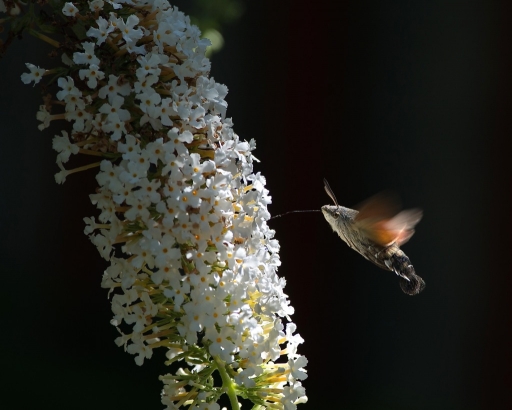 2016-01-22/Olilignan
Olilignan [Macro et proxiphotographie nature]
