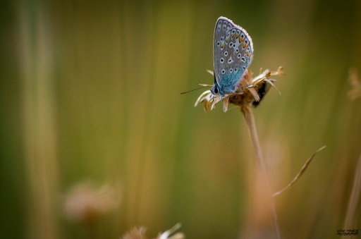 2016-07-20 Nicolas03
Nicolas03 [Macro et proxiphotographie nature]

