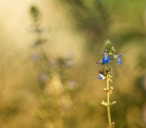 2016-09-07 Olilignan
Olilignan [Flore et Botanique]
