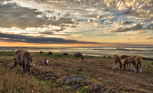 2016-09-16 LeBernard
LeBernard [Animaux domestiques ou captifs]
