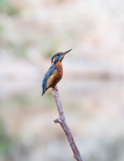 2016-09-29/Gedeon
Gedeon [Faune sauvage]
