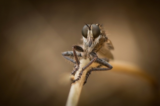 2016-10-02 Olilignan
Olilignan "Les macros d'Oli part 4 "les yeux dans les yeux""
