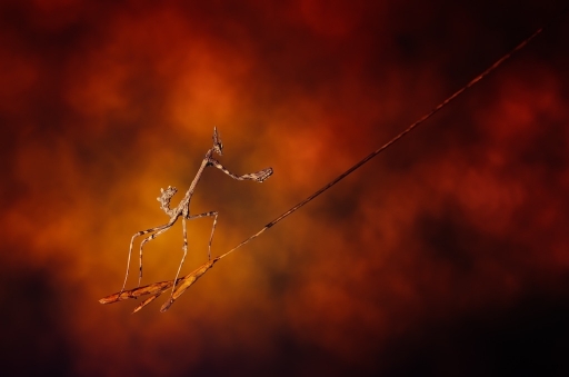 2016-11-25 Olilignan
Olilignan [Macro et proxiphotographie nature]
