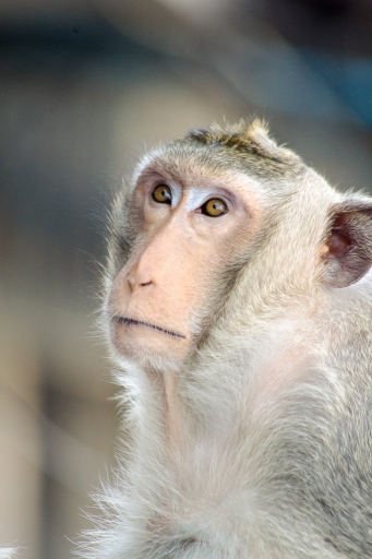 2016-02-07 novice du 11
novice du 11 [Faune sauvage] 
