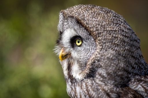 2017-04-29 Ludovic
Ludovic [Animaux domestiques ou captifs]
