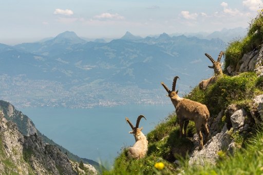 2017-06-22 ASM
ASM [Faune sauvage] 
