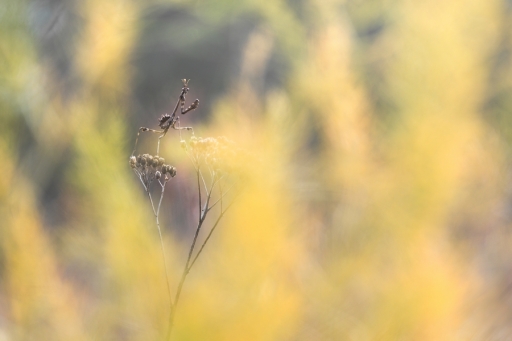 2017-10-18 donlope01
donlope01 [Macro et proxiphotographie nature]
