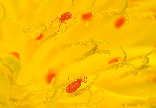 2015-05-03/Phoenix1366
phoenix1366 [ Macro et proxi-photo ]
