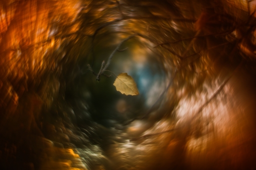 2018-01-11 Olilignan
Olilignan [Flore et Botanique]
