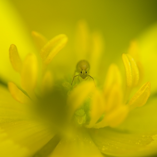 2018-03-08 Olilignan
Olilignan [Macro et proxiphotographie nature]
