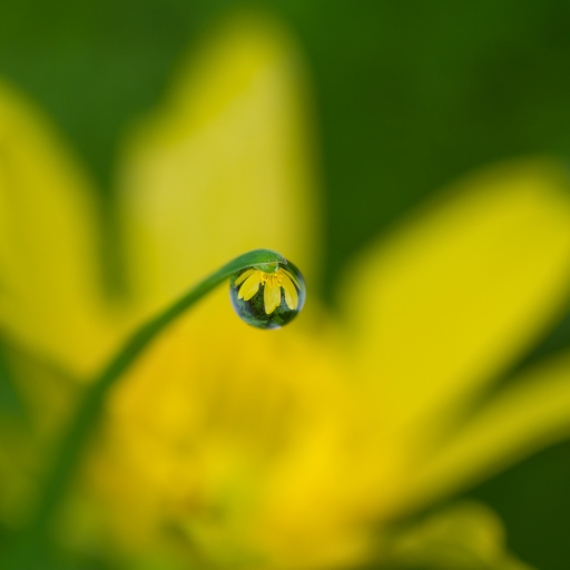 2018-03-15 Olilignan
Olilignan [Macro et proxiphotographie nature]
