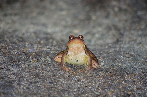 2018-03-22 Mitoufle
Mitoufle "Faune tunellistique "
