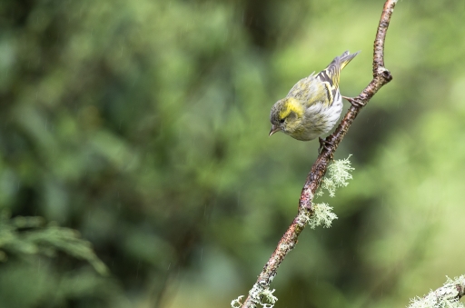 2018-03-29 LeBernard
LeBernard [Faune sauvage] 
