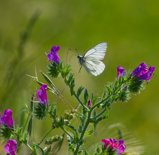 2018-05-24 Olilignan
Olilignan "Sortie macro et proxi 2018 le week-end de Pentecote (du 19 au 21 Mai) les photos"
