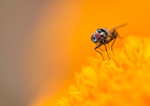 2015-06-15/Phoenix1366
Phoenix1366 [ Macro et proxi-photo ]
