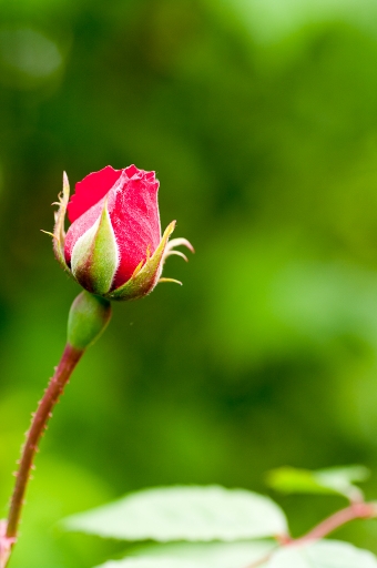 2015-07-10/TOFTOF
TOFTOF [ Fleurs ]
