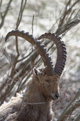 2013-06-14/Jfaillard
Jfaillard [ Faune sauvage ]
