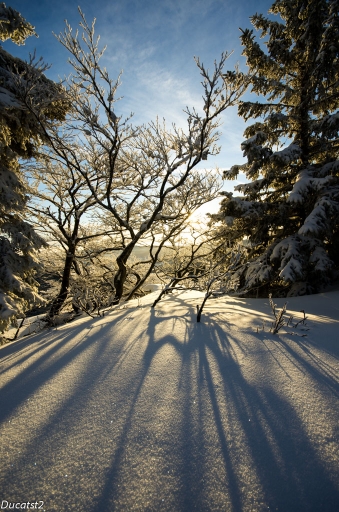 2013-01-25/ducast2
Par ducast2 dans [ Arbres / Forets / Vegetation]
