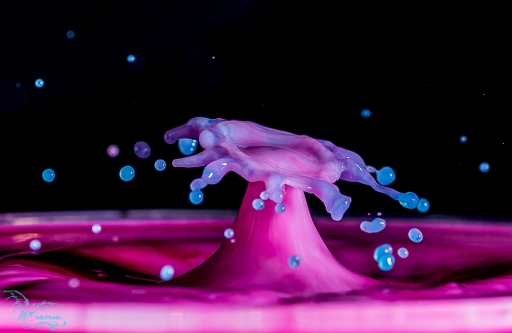 2016-01-19 phoenix1366
phoenix1366 [Macro et proxiphotographie nature]
