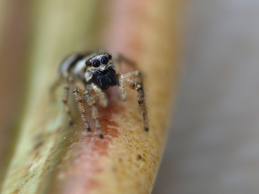 2017-05-18 Greg18500
Greg18500 [Macro et proxiphotographie nature]
