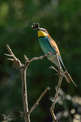 2017-05-25 phoenix1366
phoenix1366 [Faune sauvage] 
