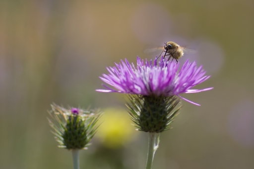 2017-06-01 Gin.net
Gin.net Rencontre Macro et Proxy 2017 les photos
