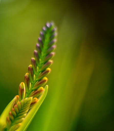 2017-06-15 TOFTOF
TOFTOF [Flore et Botanique]
