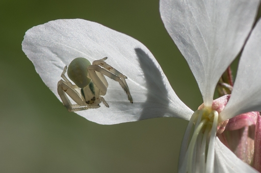 2015-12-04/LeBernard
LeBernard [Macro- et proxiphotographie nature]

