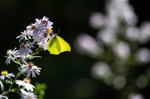 2015-10-19/LeBernard
LeBernard [Macro et proxiphotographie nature]
