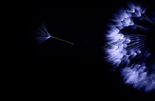 2017-04-16 Kobaia
Kobaia [Flore et Botanique]
