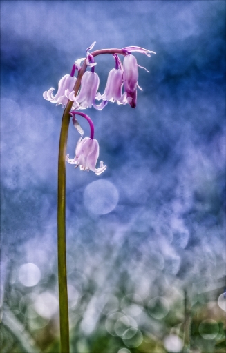 2016-04-15/kobaia
kobaia [Flore et Botanique]
