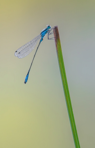 2016-07-01/Dédales
Dedales [Macro et proxiphotographie nature]
